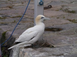 Northern Gannet, normally found in the Atlantic, has been living here by this electric post for the past two years!