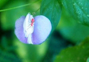 Pretty flower - Pretty Bug!
