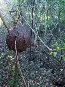 Insect Home ( About 2 ft diameter mud ball!)