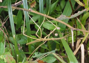 And a stick insect!