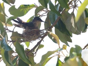 Humming Bird building a nest