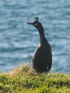I think this is a Shag??