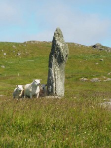 Strange looking Shetland Sheep
