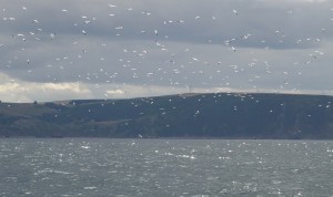 Wow! So many Gannets! (In the Morray Firth)