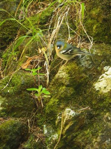 I think this is a Azorian (Madeiran?) Chaffinch